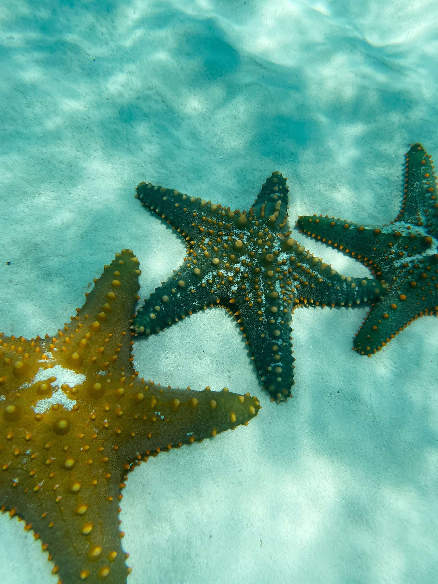 Starfish Tour